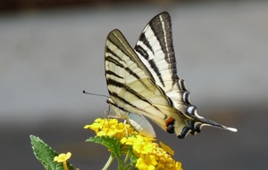 farfalla, fiore, giallo, ali, insetto, fiori, foglie, bianco