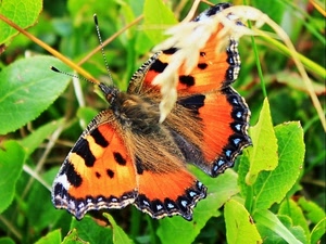 farfalla, foglie, arancione, ali, verde, antenne, insetto, macro, arancio