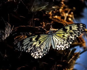 farfalla, ali, insetto, bianco, nero, macro, marrone, giallo, antenne