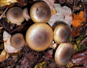 funghi, foglie, autunno, marrone, bosco, porcini, cibo, secche