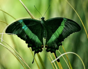 farfalla, verde, ali, erba, antenne, fili, macro, insetto, steli, occhi