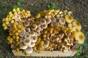 funghi, cassetta, giallo, legno, cappelle, chiodini, erba, terreno