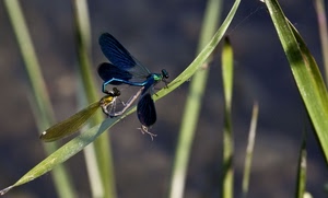 ali, verde, insetti, foglie, libellule, due, insetto, blu, erba, macro, sfocato