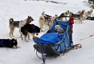 cani, slitta, neve, blu, bambini, inverno, muta