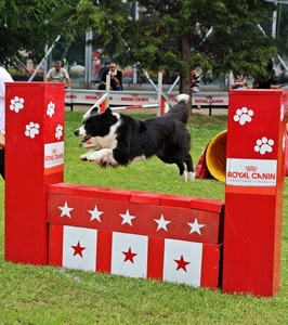 cane, rosso, salto, ostacolo, stelle, zampe, gara, prato, animale, saltare