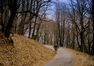 alberi, foglie, bosco, uomo, anziano, sentiero, strada, autunno, inverno, curva