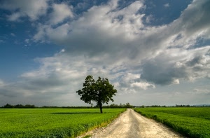 albero, strada, nuvole, cielo, prato, verde, campagna