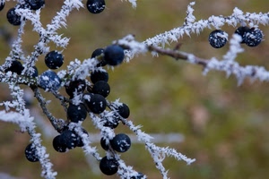 brina, inverno, rami, bacche, freddo, bianco, gelo, ramo, mirtilli, ghiaccio, frutti