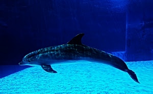 delfino, acqua, acquario, blu, vasca, pinne, azzurro, animale, mammifero