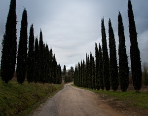 cipressi, strada, viale, alberi, verde, sterrata, sterrato, prospettiva, filari