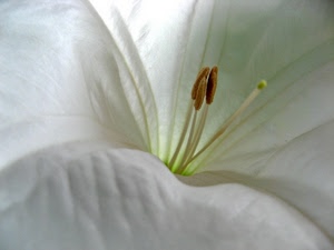 fiore, bianco, petali, pistilli, macro, pistillo, stami