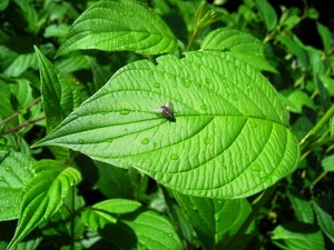 verde, mosca, gocce, foglia, foglie, insetto, rugiada