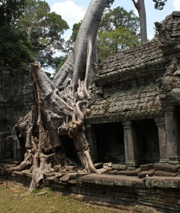 albero, colonne, radici, casa, tronco, tempio, rovine, ruderi, tetto, alberi