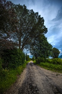 verde, strada, alberi, nuvole, cielo, sentiero, erba, campagna, azzurro, albero, rami, natura, sterrato, piante