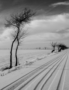 neve, alberi, bianco, inverno, strada, bianconero, nuvole, tracce