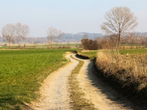 alberi, strada, campagna, verde, erba, sentiero, curve, prati, prato