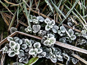 brina, inverno, foglie, bianco, freddo, erba, gelo, ghiaccio, gelata, fiori, piante