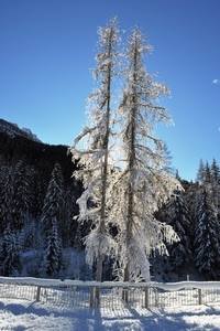 neve, inverno, alberi, due, bianco, montagna, ringhiera, recinzione, brina, pini, abeti