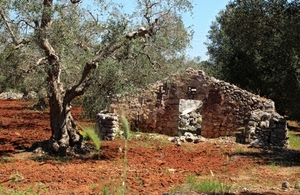 rudere, ulivo, terra, albero, ruderi, pietre, verde, alberi, campo, sassi, tronco, olivo