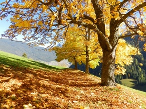 foglie, giallo, alberi, autunno, rami, montagna, bosco