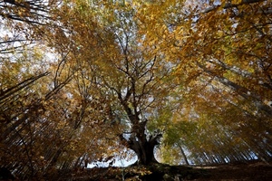 foglie, autunno, bosco, albero, rami, alberi, tronco