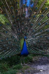 pavone, ruota, blu, piume, uccello, penne, verde, coda, colori, azzurro, occhi