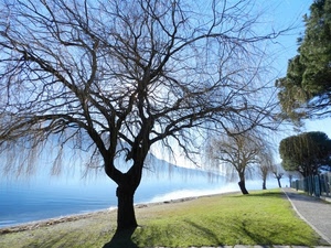 lago, rami, alberi, acqua, strada, prato, verde, albero, viale, montagna, erba