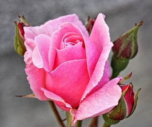 rosa, boccioli, petali, fiore, bocciolo, verde
