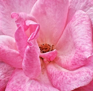petali, rosa, fiore, macro, pistilli, colore, corolla