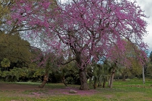 alberi, fiori, rosa, verde, parco, primavera, foglie, viola, rami, erba, albero, bosco