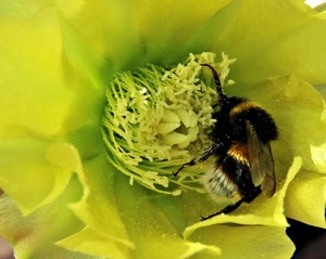 fiore, ape, giallo, insetto, petali, polline, corolla, ali, nero, calabrone, macro, insetti, pistilli, vespa, zampe