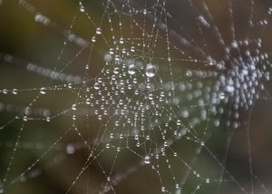 gocce, ragnatela, acqua, fili, macro, ragnatele, geometrie, sfocato, rugiada, riflesso