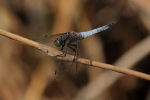 ali, libellula, ramo, insetto, zampe, macro, sfocato, coda, occhi