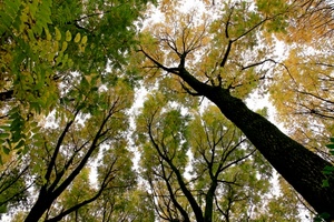 foglie, alberi, rami, verde, bosco, tronchi, cielo, prospettiva, tronco