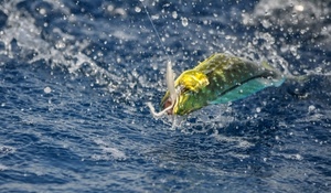 pesce, acqua, mare, esca, gocce, filo, pescare, amo, giallo, azzurro, pesca, schizzi