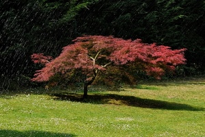 verde, erba, rosso, ombra, prato, albero, foglie, acqua, acero, alberi, pianta, pioggia, spruzzi, tronco, rami