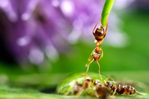 verde, formiche, viola, insetti, zampe, macro, goccia, foglia, sfocato