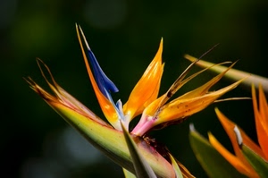 fiore, arancione, colori, giallo, petali, blu, strelitzia, pianta, macro, rosa