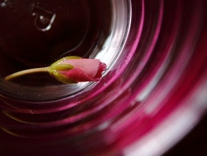 fiore, rosa, bocciolo, petali, vetro, cerchi, gambo