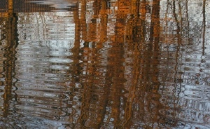 acqua, alberi, riflessi, tronchi, onde, riflesso, marrone, lago, rami