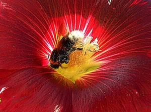 rosso, fiore, ape, polline, petali, giallo, macro, insetto