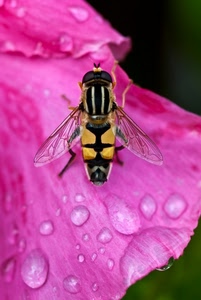 gocce, rosa, insetto, ali, fiore, ape, petalo, giallo, acqua, zampe, nero, rugiada, macro, petali