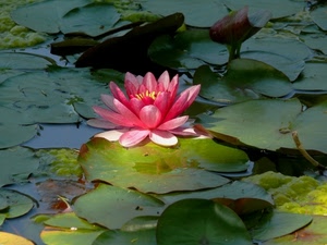 fiore, rosa, foglie, acqua, ninfea, verde