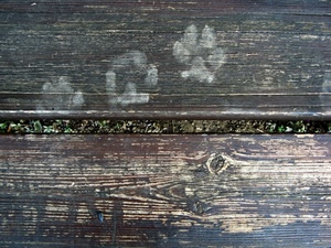 legno, orme, assi, nodo, fessura, venature, impronte, tre, zampe, due, tavole, bianco