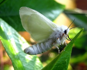 farfalla, ali, verde, bianco, foglie, foglia, antenne, macro, zampe, insetto