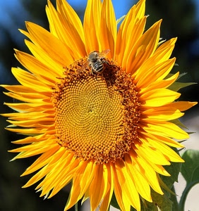 ape, girasole, giallo, petali, fiore, semi, corolla, insetto