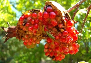 rosso, melograno, chicchi, frutto, frutta, ramo, semi, verde