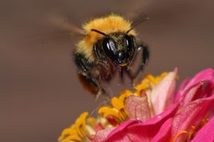 fiore, insetto, ape, giallo, petali, macro, pistilli, occhi, rosa