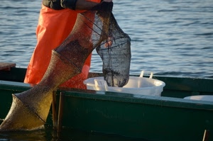 barca, pescatore, mare, acqua, rete, secchio, pescare, pesca, nassa, reti