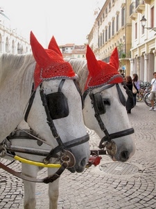 cavalli, rosso, due, animali, paraocchi, bianco, orecchie